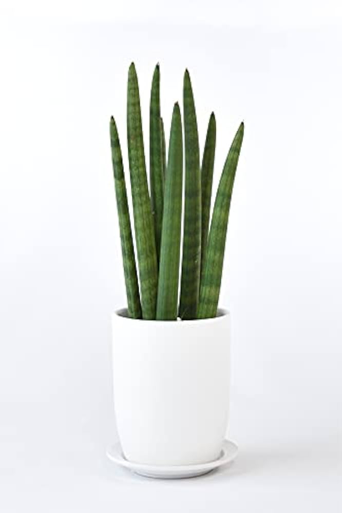 Amazon｜観葉植物 本物 サンセベリア・スタッキー マット